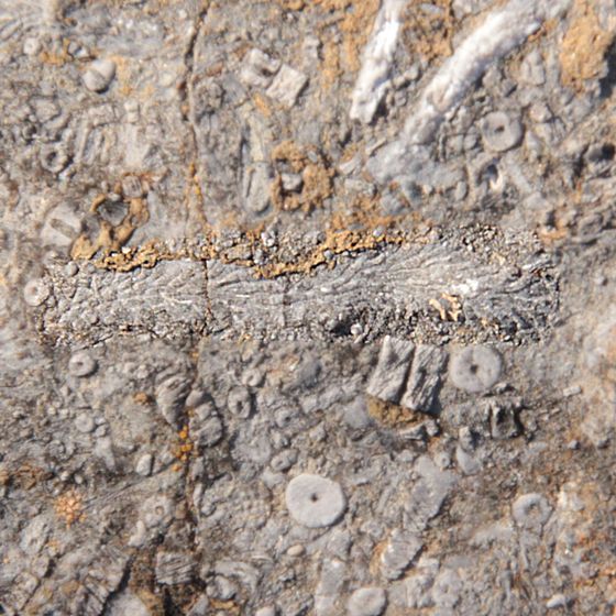 Themnopora