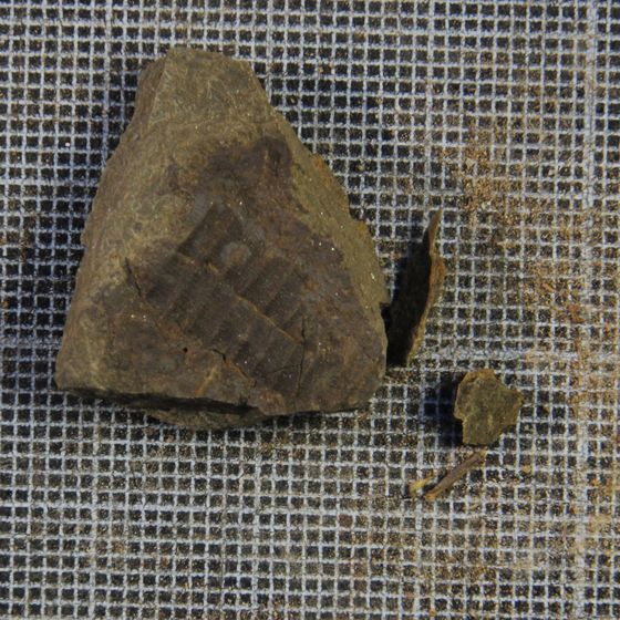 Otarion Trilobite