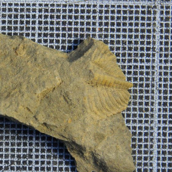 Proteus Trilobite