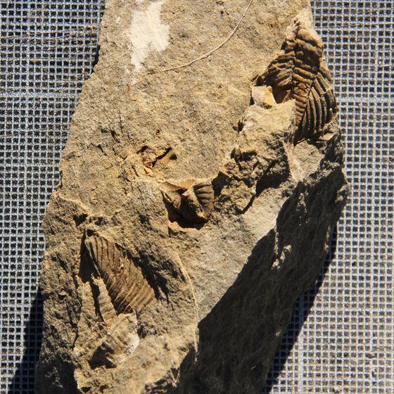 Proteus Trilobite