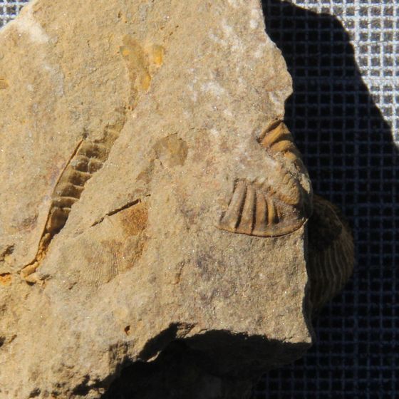 Proteus Trilobite