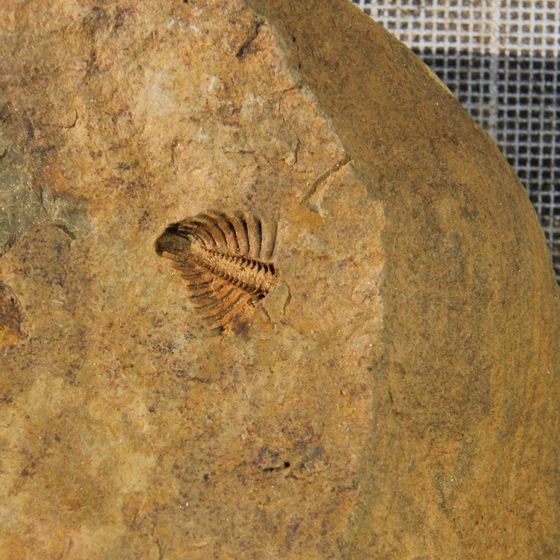 Proteus Trilobite