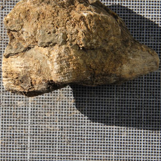 Rugose Coral 5