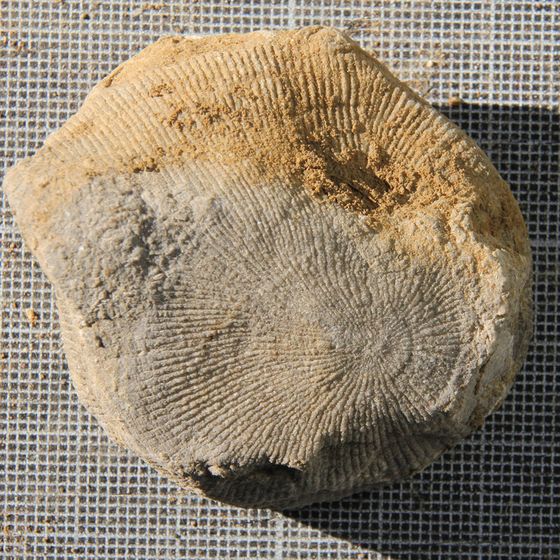 Rugose Coral 6