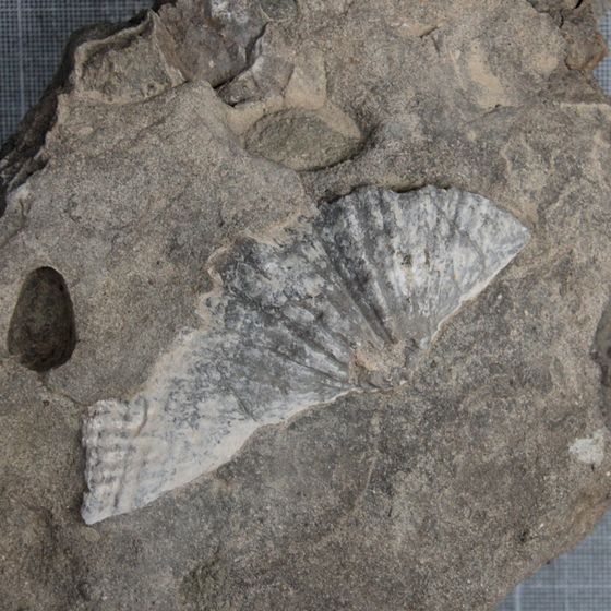 Spiriferid brachiopod