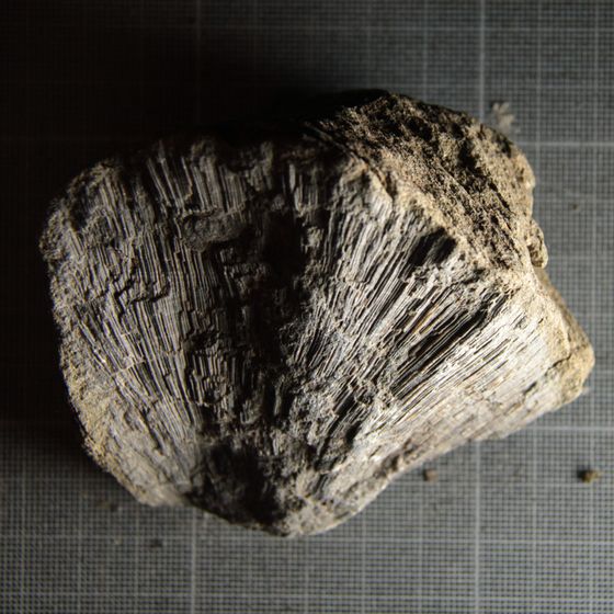 Bryozoan