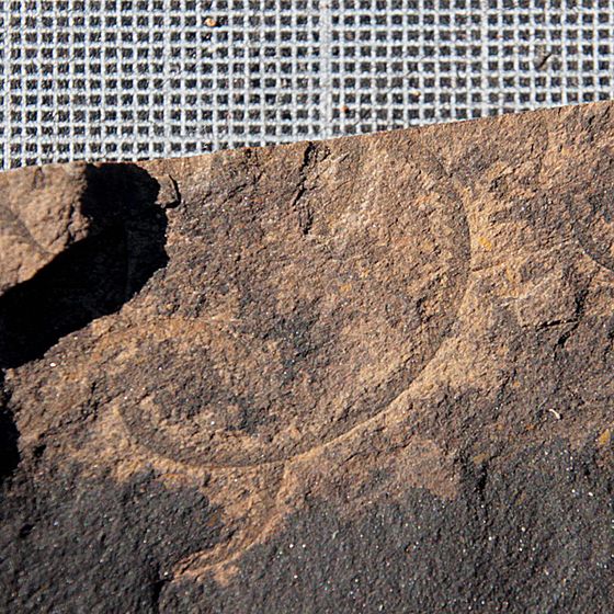 graptolites